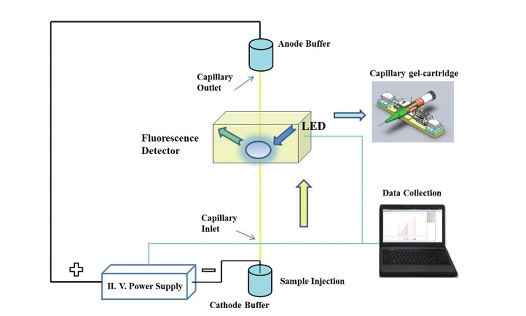 Use of a Pen-Shaped Capillary Gel Electrophoresis Cartridge for Cost-Effective DNA Fragment Analysis