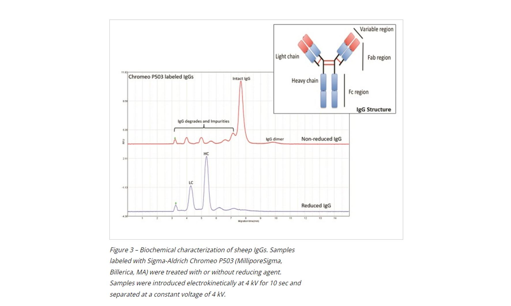 A Multichannel Capillary Electrophoresis System for the Analysis of Fluorescently Labeled Proteins