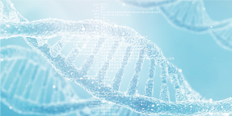 高分子量 DNA