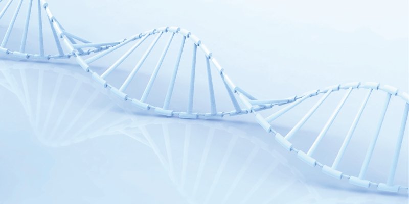 High Molecular Weight DNA (HMW DNA)